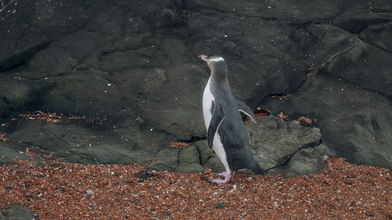 el pingüino de ojos amarillos se arregla contra la roca al atardecer en katiki point, nueva zelanda