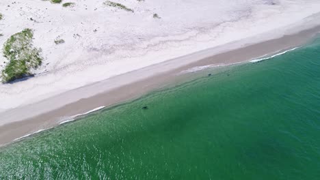 Vista-Aérea-Estacionaria-De-Tres-Focas-Nadando-Casualmente-En-Agua-Verde-Clara-A-Lo-Largo-De-La-Costa-De-La-Isla-Monomoy