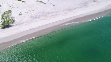 stationary aerial view of three seals casually swimming in clear grean water along the coast of monomoy island