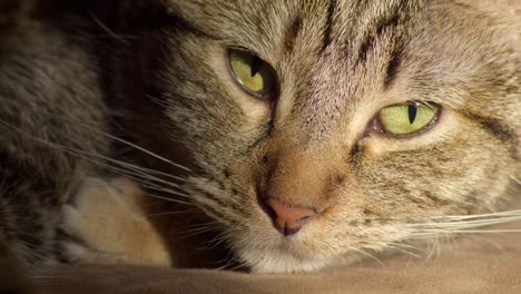 close up sleeping domestic house cat waking up and looking in camera