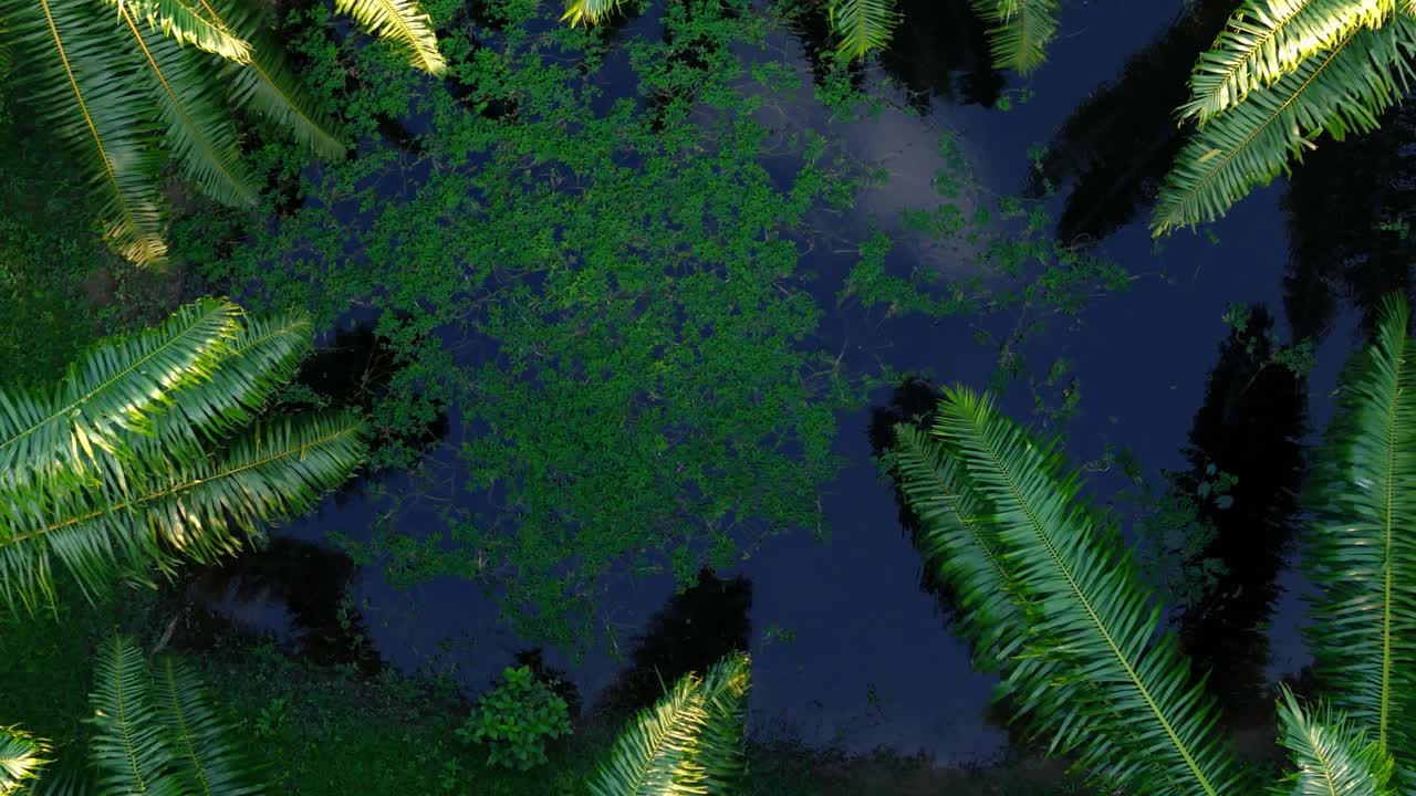 Aerial rising shot of a pond covered with ferns in Surat Thani
