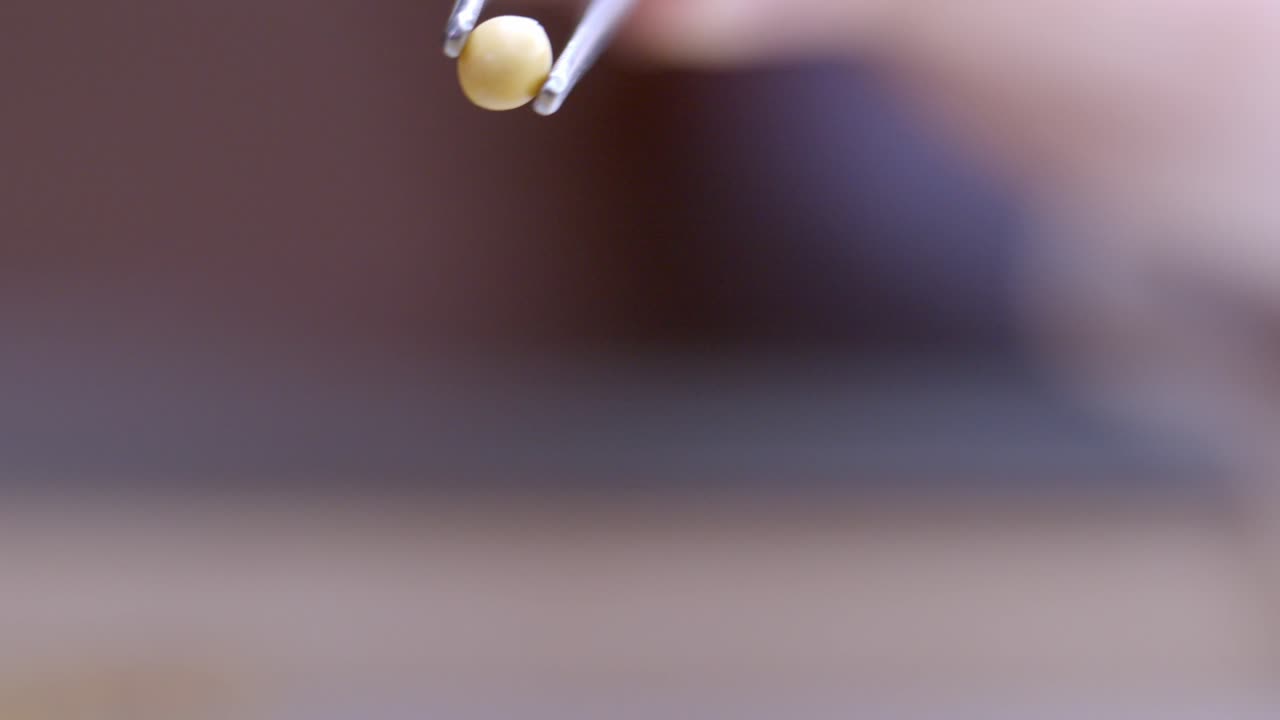 con pinzas de mano examinando las semillas de soja durante el experimento