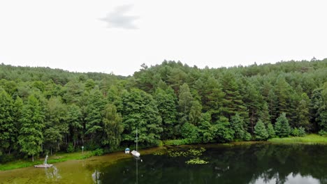 Frondosos-árboles-Verdes-De-Hoja-Perenne-Al-Borde-De-Un-Lago-En-Pradzonka-Polonia---Toma-Aérea