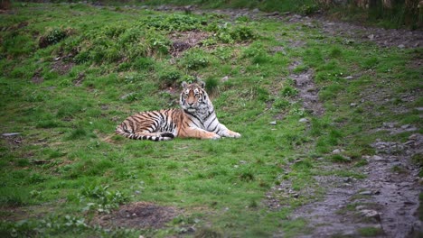 amur tiger being alert while laying down inside the zoo enclosure