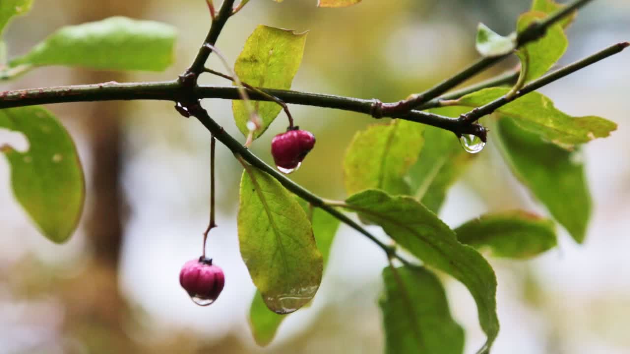 Red Berries and Water Drops on a Branch