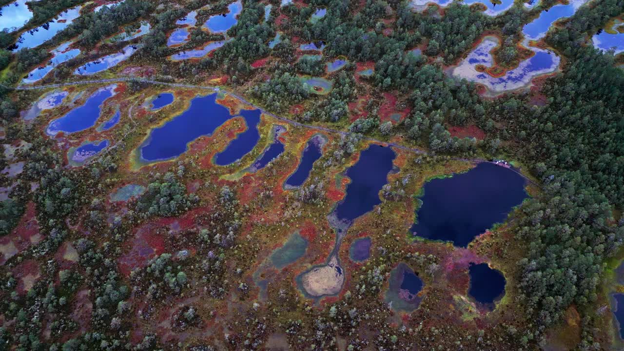 Viru Bog glows in autumn as colorful moss carpets the wetland floor while tall pine trees rise above reflective bog lakes creating a peaceful northern landscape seen from the drone view