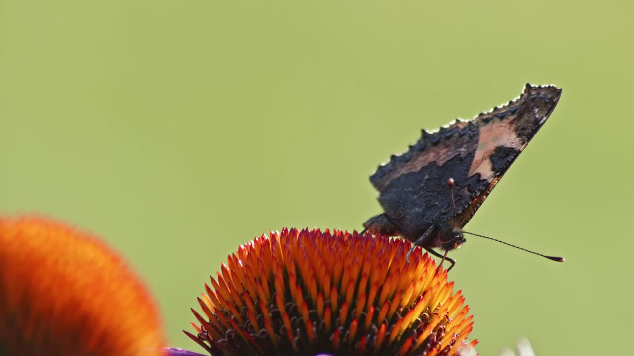 toma estática de una sola mariposa pequeña de concha alimentándose de coneflower naranja a la luz del sol