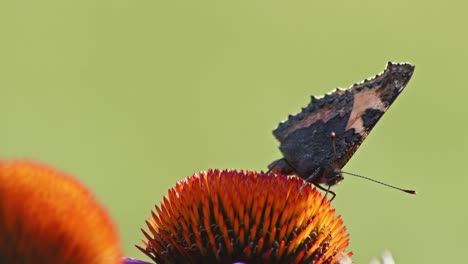 Static-shot-of-single-Small-Tortoiseshell-Butterfly-feeding-On-orange-coneflower-in-sun-light