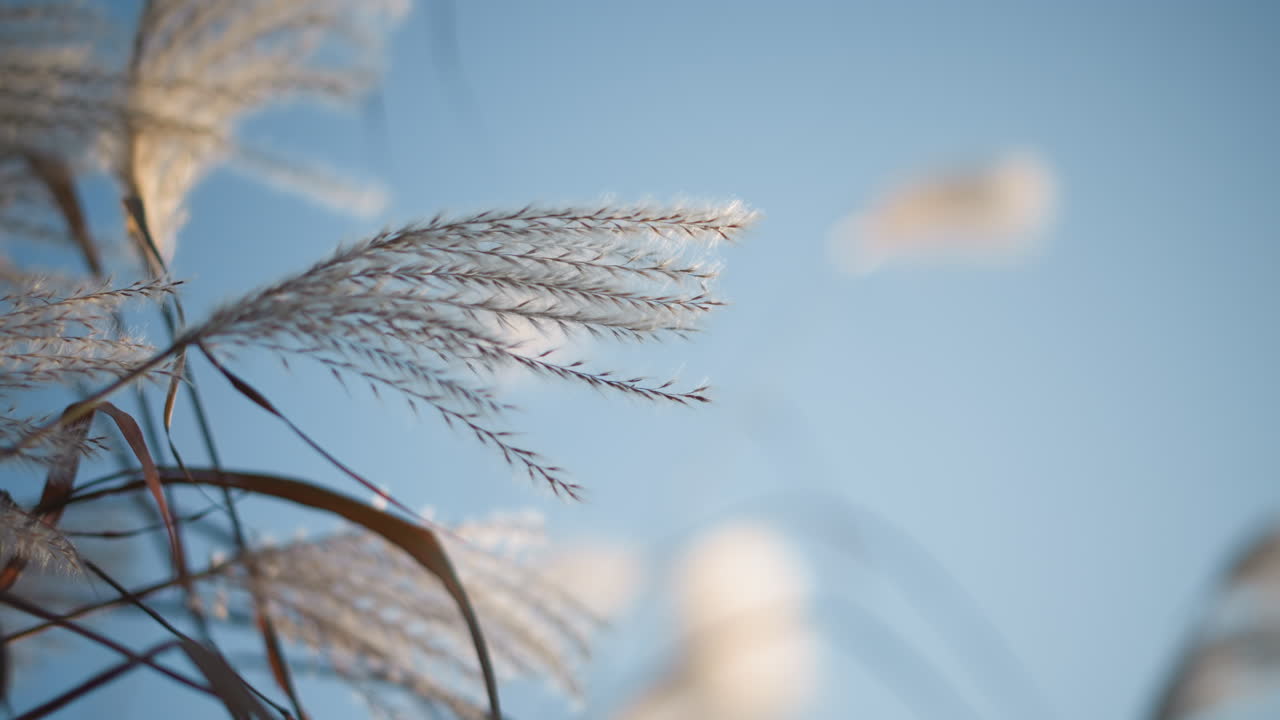 Juncos barridos por el viento bajo el cielo crepuscular. Primeros planos dinámicos de plumas retroiluminadas flotando con la brisa, tonos azules fríos y fuertes reflejos bokeh, siluetas sutiles y desenfoque suave crean una atmósfera soñadora y melancólica