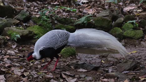 Silver-Pheasant,-Lophura-nycthemera