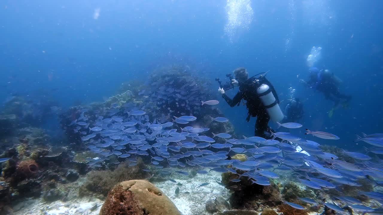 A long and dense chain or train of fussier fish swimming over a coral reef and past scuba divers filming the process
