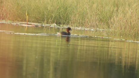 whistling duck swimming on water