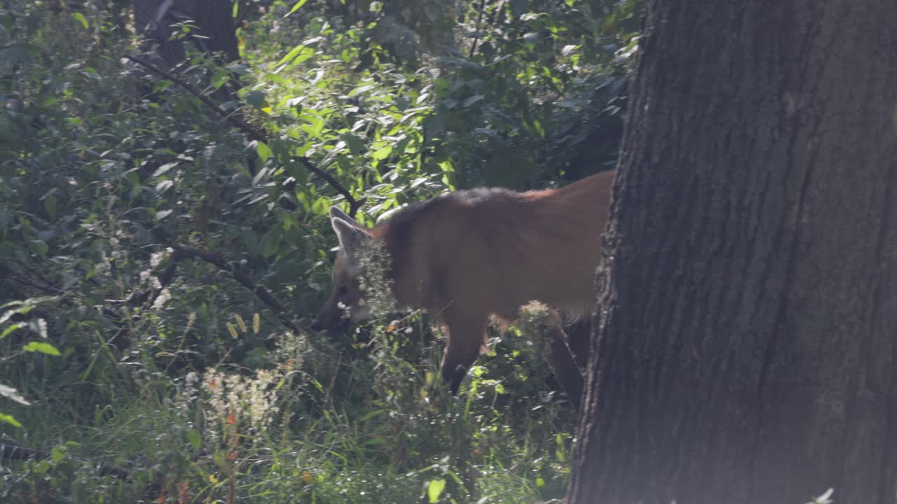 Il lupo nella foresta