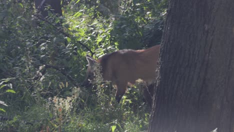 wolf in the forest