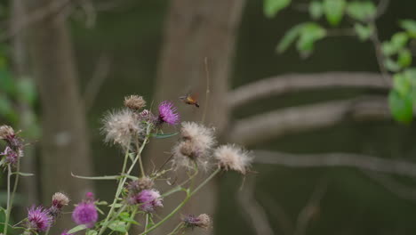 colibrí hawkmoth alimentándose de néctar de flor de cardo