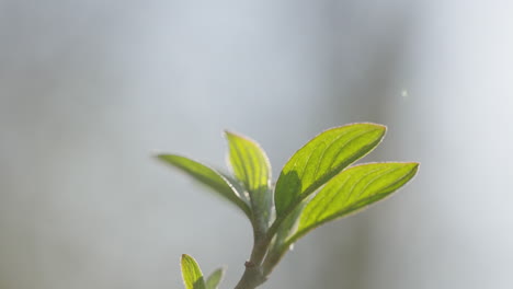 close-up of new spring leaves