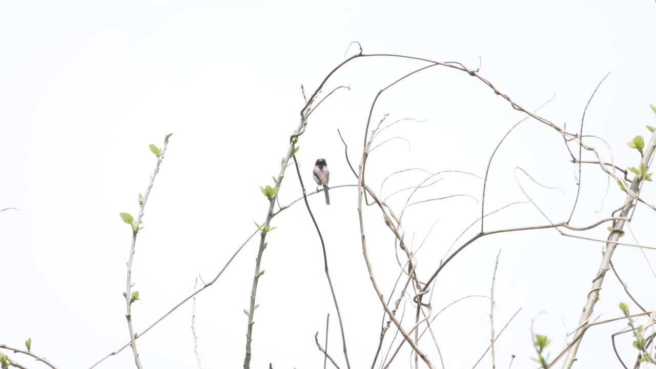 Long-tailed Tit Perching On The Twigs In The Forest Near Saitama, Japan - wide,static shot