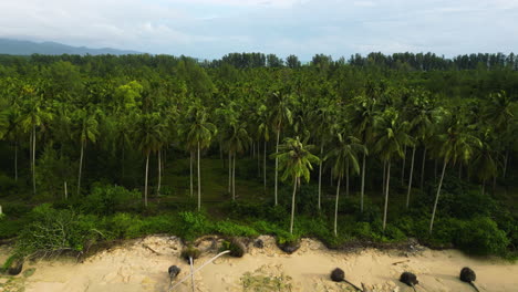 Aerial-over-beach-toward-coconut-palm-tree-plantation,-Khao-Lak,-Thailand