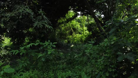 Vista-Aérea-De-Una-Especie-De-Selva-O-Bosque-De-Color-Verde-Intenso.