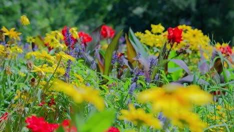 Lavendelblüten,-Umgeben-Von-Roten-Lilien-Und-Sonnenhut,-Bilden-An-Einem-Sonnigen-Tag-Ein-Blumenbeet-Im-Türkenschanzpark-Wien