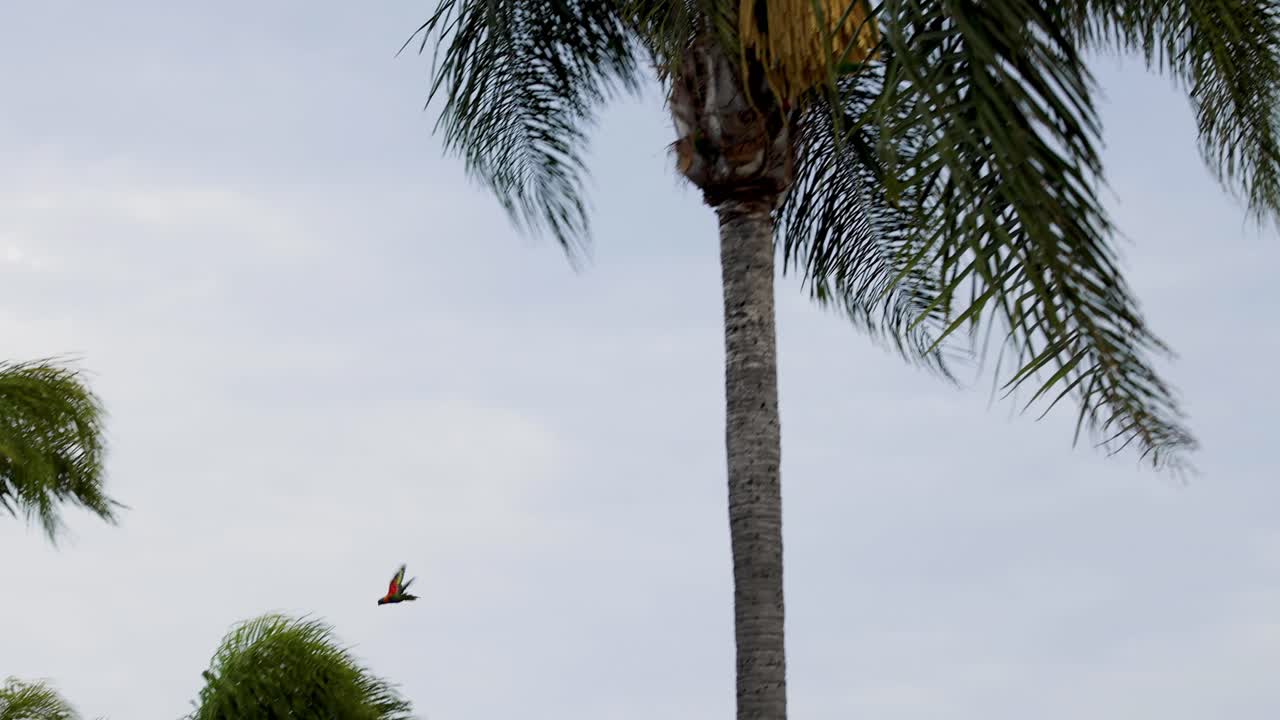 un pájaro se desliza por las palmeras tropicales.