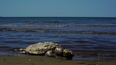 tortuga marina muerta en una playa de arena en la costa mediterránea, animales marinos amenazados por la contaminación