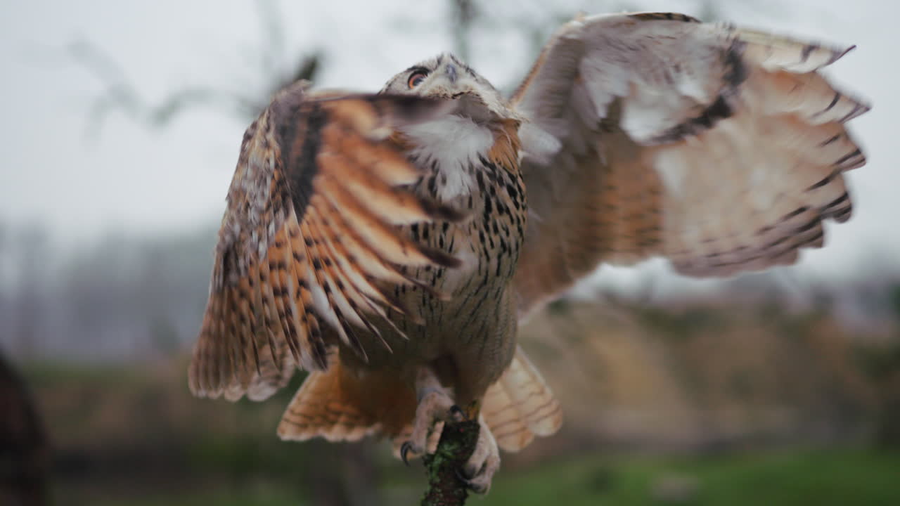 el búho águila tomando vuelo
