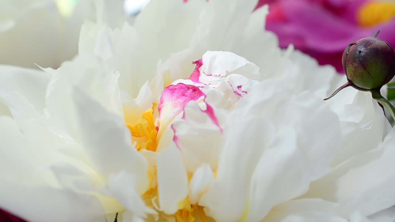 Sfondo di fiori. Petali di peonie, fiori.