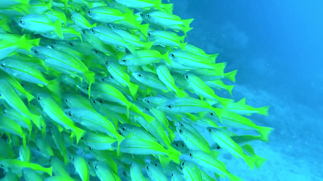 A dense school of yellow bluestriped snapper swims across a vibrant blue underwater reef environment