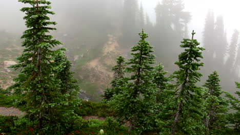 Panorámica-De-Las-Copas-De-Los-árboles-En-El-Día-De-Niebla-Revelando-Cascada-En-Segundo-Plano.