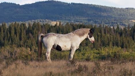 horse pooping defecating in rural area