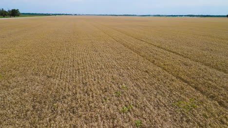 wheat field - boom up aerial