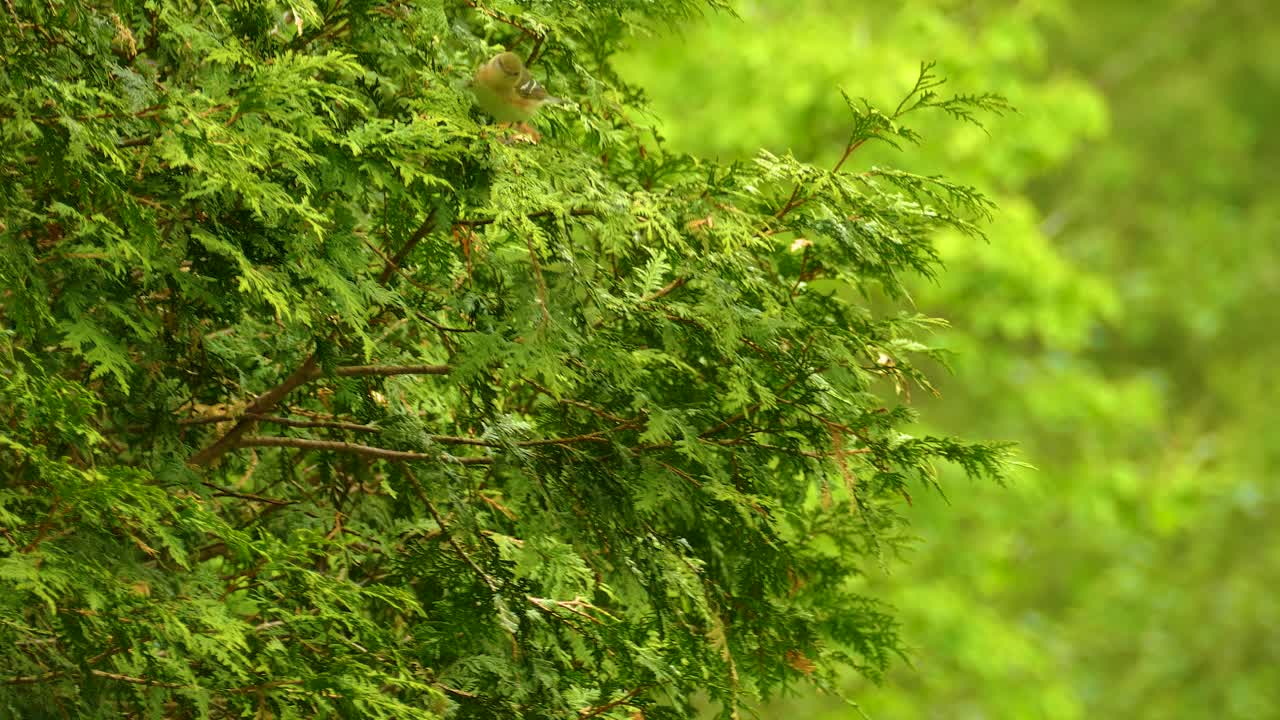 Close-up of Lush Green Cedar Tree Branches