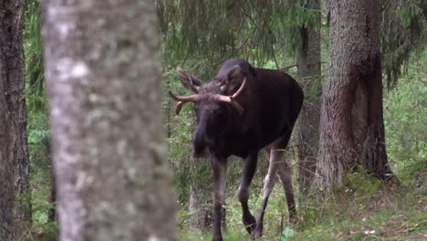 Un-Gran-Alce-Caminó-En-El-Bosque