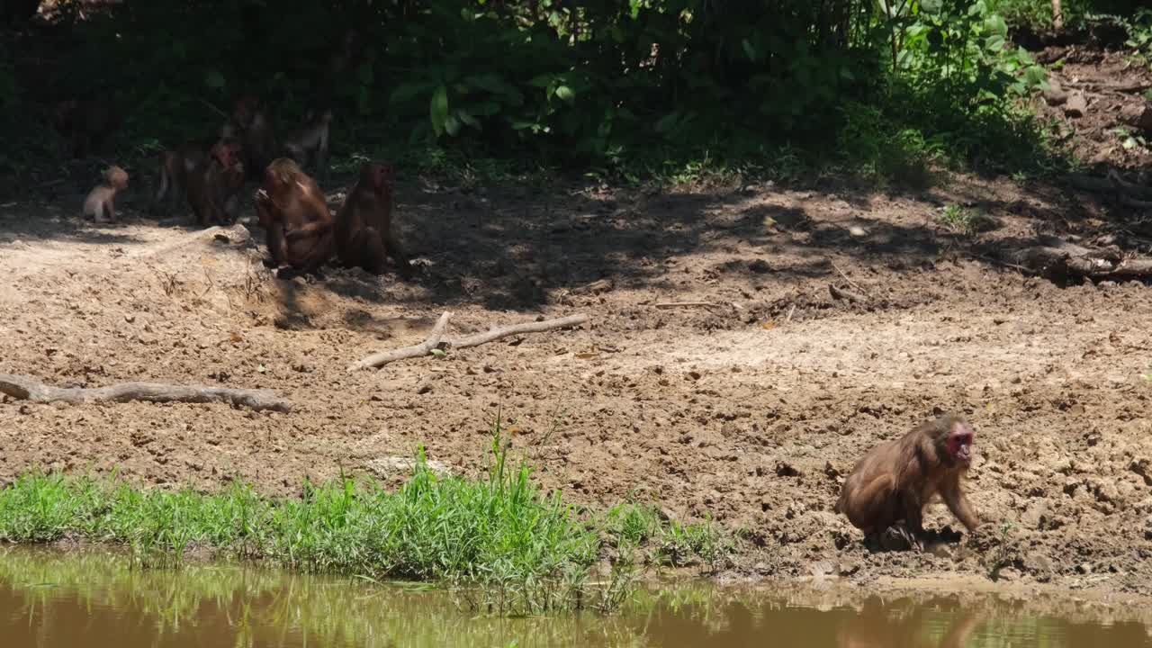 여름 태양 아래에서 혼자 광물을 파는 연못의 가장자리에서, 숲 그늘 아래에서 다른 광물을 파는 모습을 볼 수 있습니다.