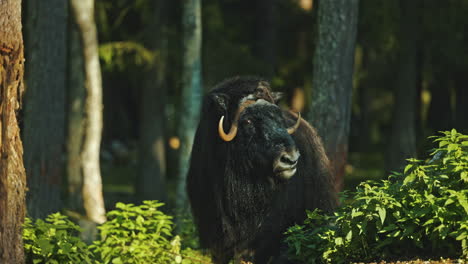 Moschusochsen,-Der-Im-Sommer-Auf-Einem-Feld-Im-Wald-Wiederkäut