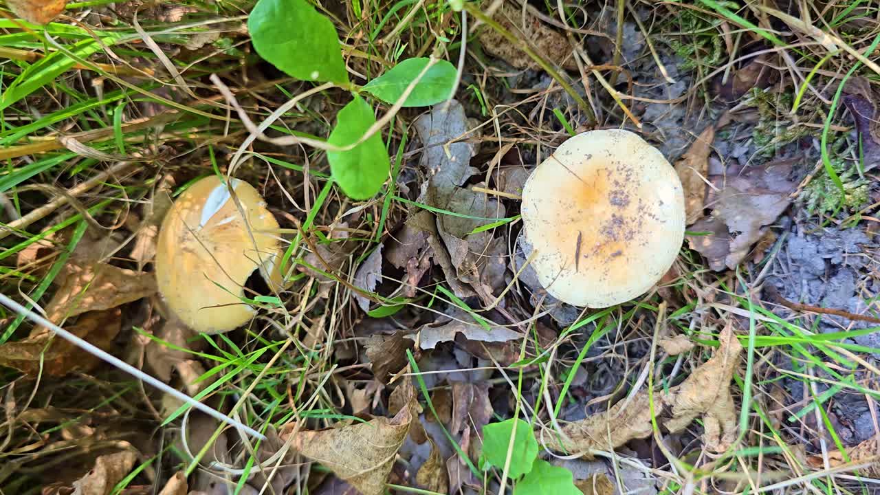 Mushrooms in the grass and leaves