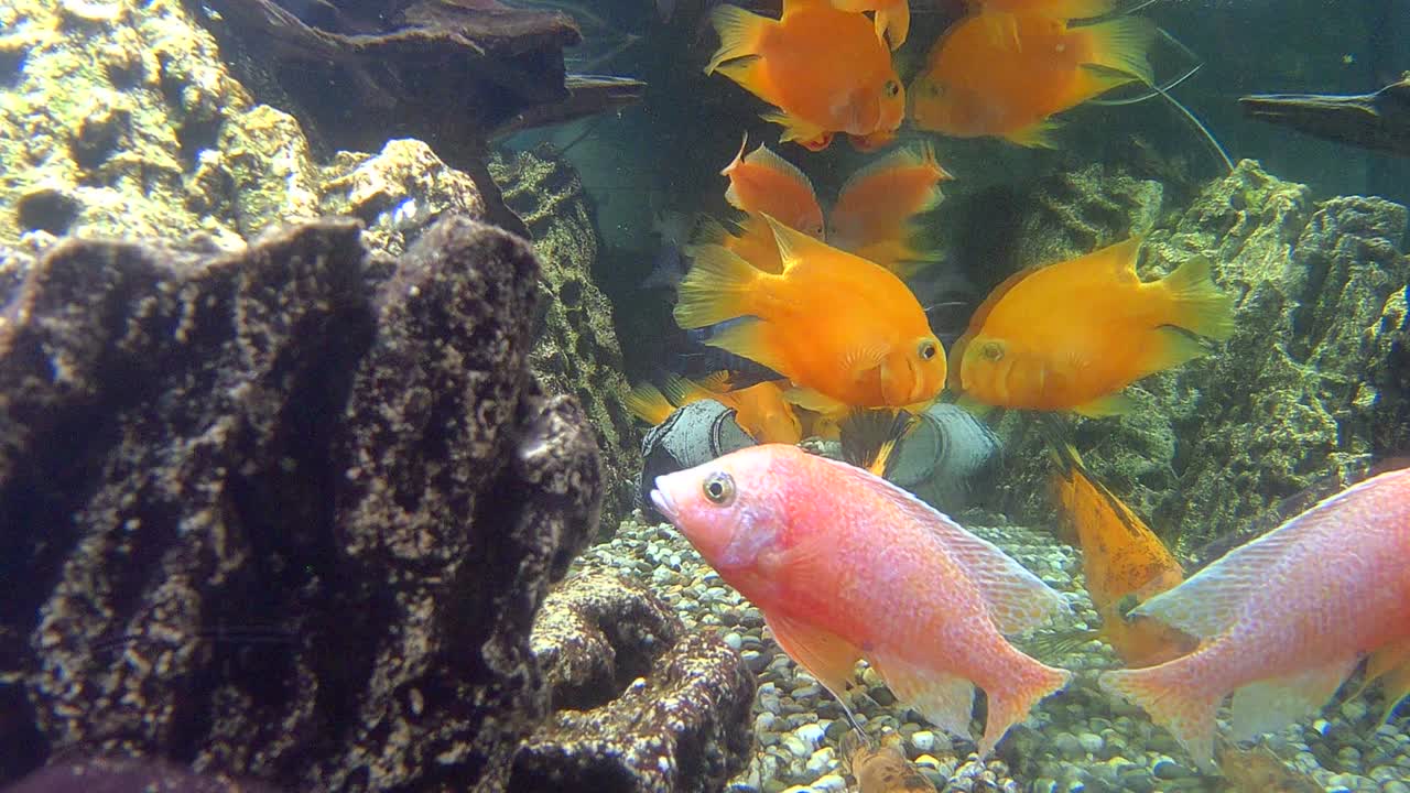 수족관 물고기