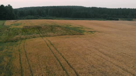 view of forest and field in kolbudy, kaszubia, pomorskie, poland