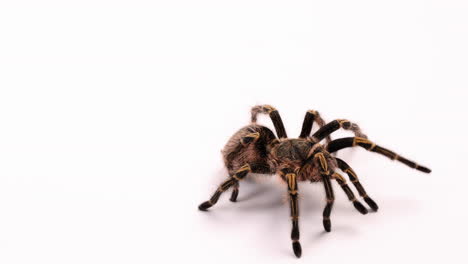 araña tarántula camina hacia la cámara, aislada en fondo blanco