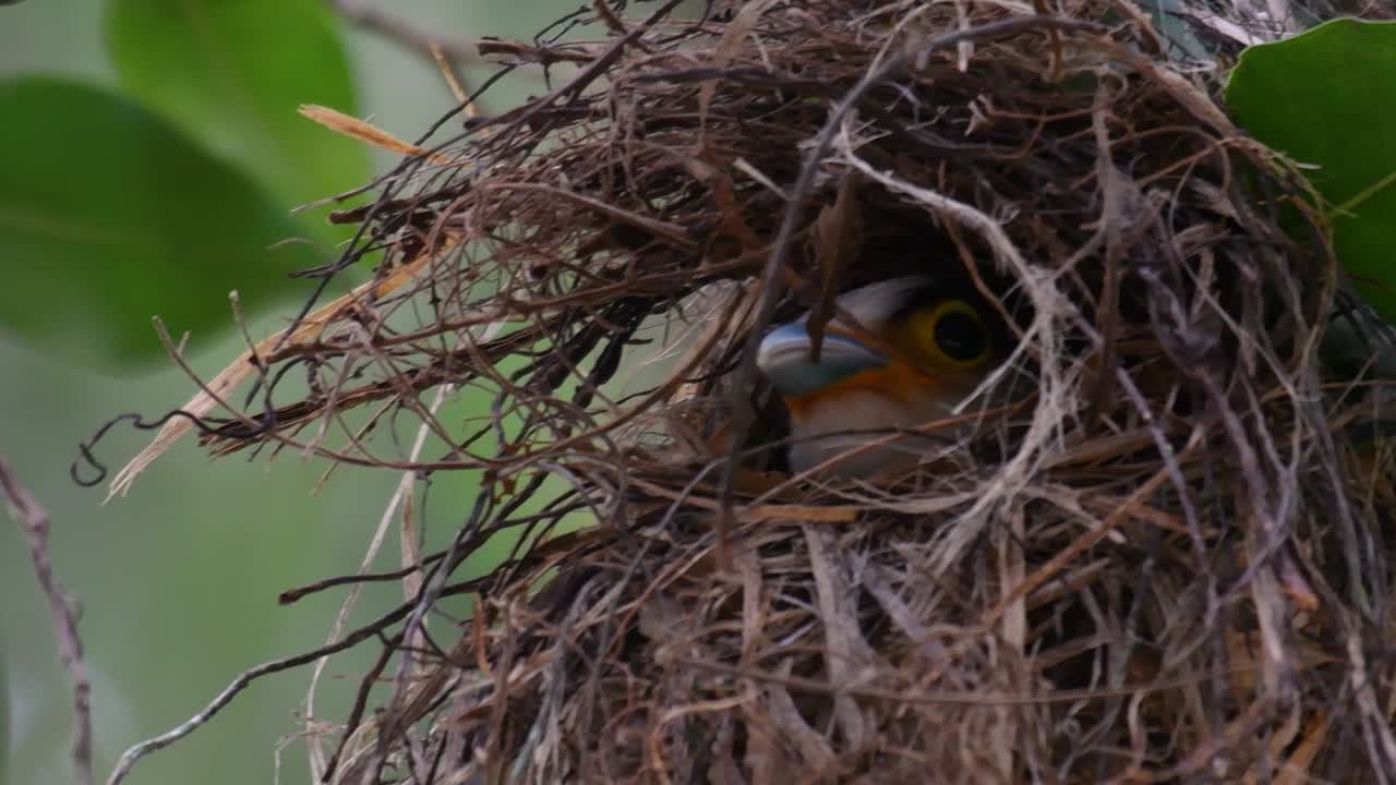 Il beccolargo dal petto argentato è un uccello famoso in Thailandia, sia a livello locale che internazionale.