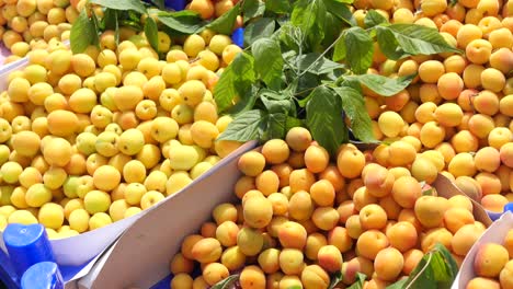 cerca de albaricoques amarillos frescos en cestas en un mercado