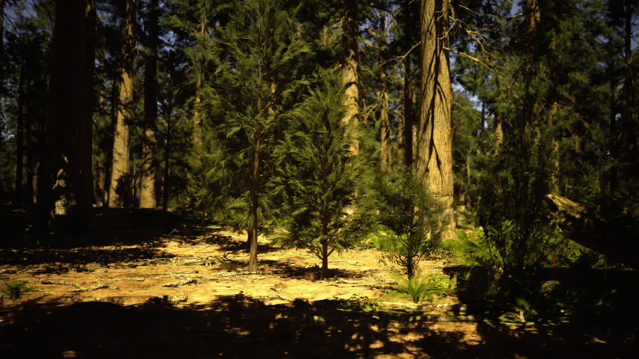 Paesaggio di una foresta con piccoli alberi illuminati dalla luce del sole durante il giorno