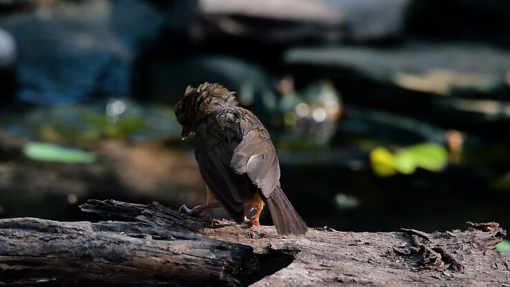 The Abbot’s Babbler is found in the Himalayas to South Asia and the Southeast Asia