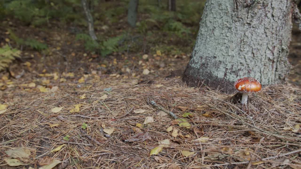 Mushrooms on an autumn forest floor