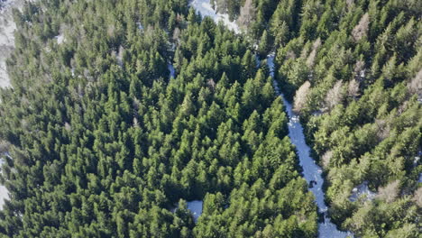 Un-Río-Serpenteante-Que-Serpentea-A-Través-De-Un-Denso-Bosque-Siempre-Verde,-Vista-Aérea