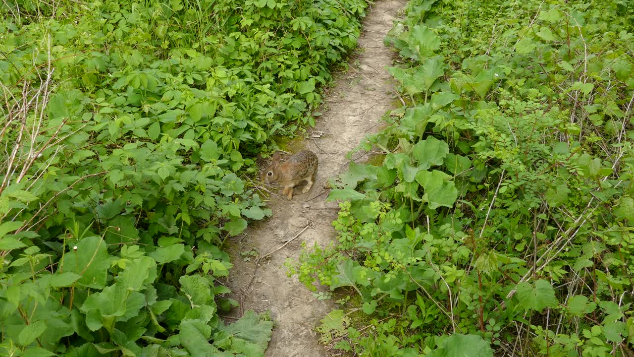 un conejo lindo explorando un sendero desgastado rodeado de vegetación verde