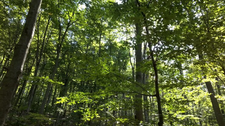 Sunlight through the trees in a forest