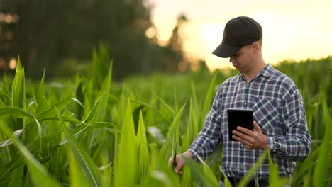 farmer using digital tablet computer in corn field modern technology application in agricultural growing activity at sunset