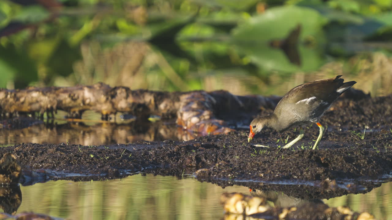 Gallinule Bird Feeding on Bugs in Soil in Pond